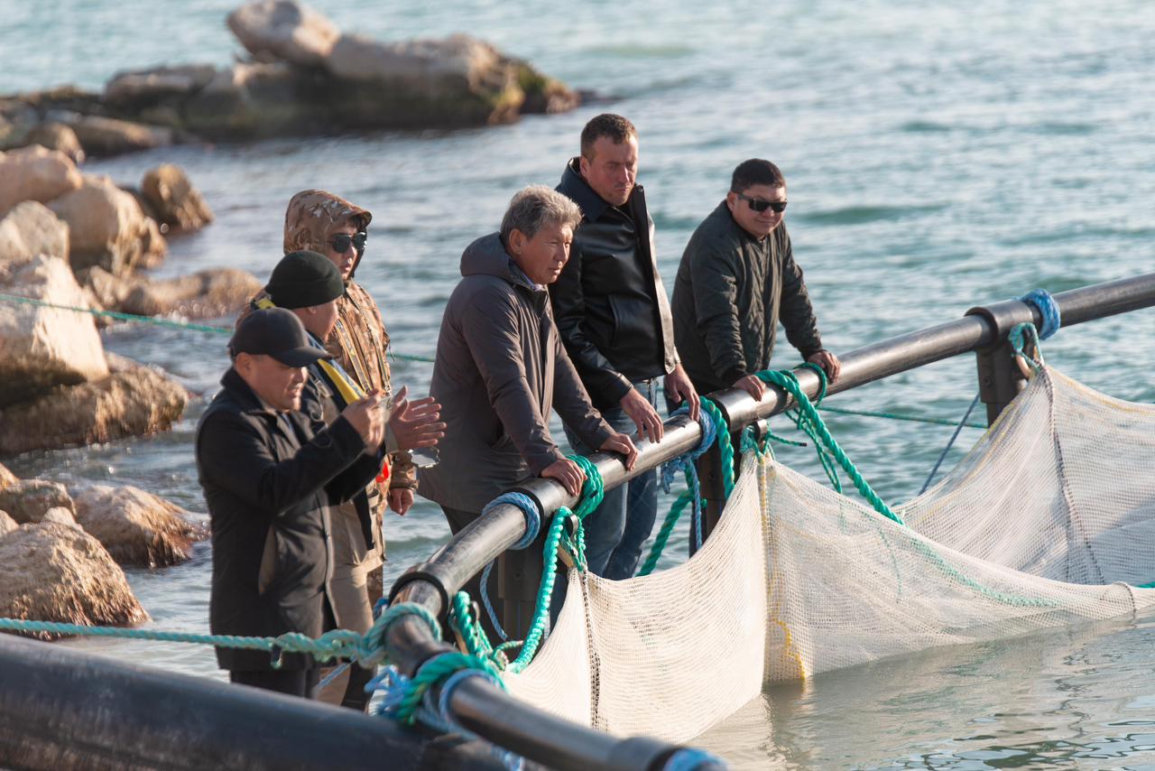 Каспий теңізіне албырт тұқымдас балықтың шабақтары жіберілді