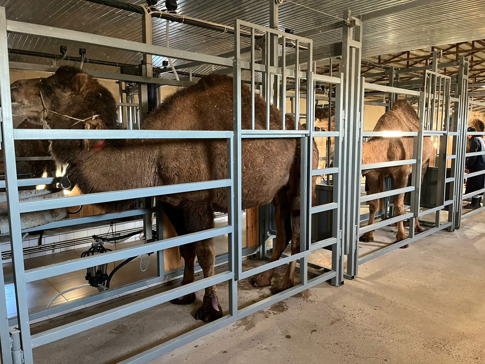 Маңғыстауда ауыл шаруашылығын дамытатын жобалар жүзеге асырылды