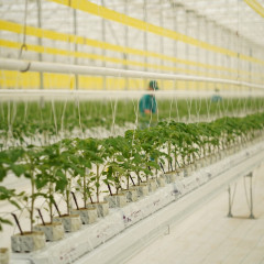 «Ecoculture-Eurasia» жылыжай кешені жылына 27 000 тонна өнім алуды жоспарлап отыр