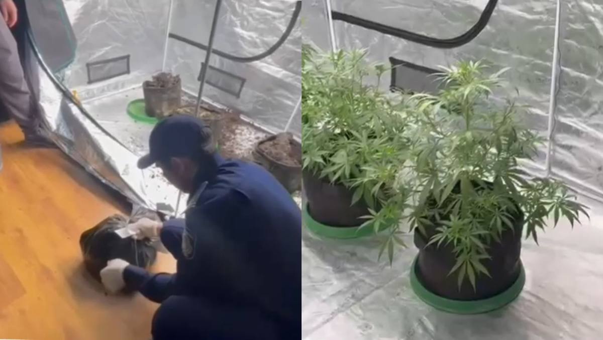 Алматыда пәтерінде есірткі тектес өсімдік өсірген тұрғын ұсталды