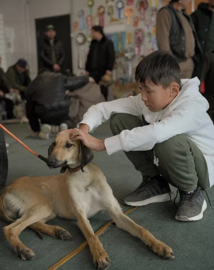 Алматыда қазақы тазылардың байқауы өтті