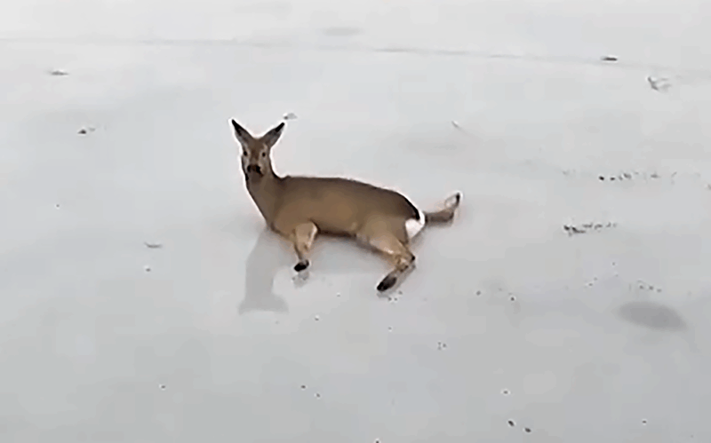 Шекарадағы еліктер қырғыны