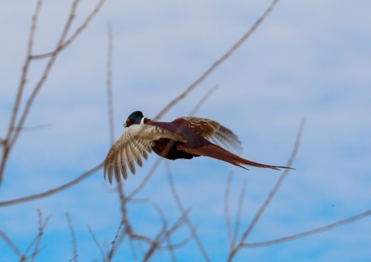 Отыз үйрек, бес қырғауыл