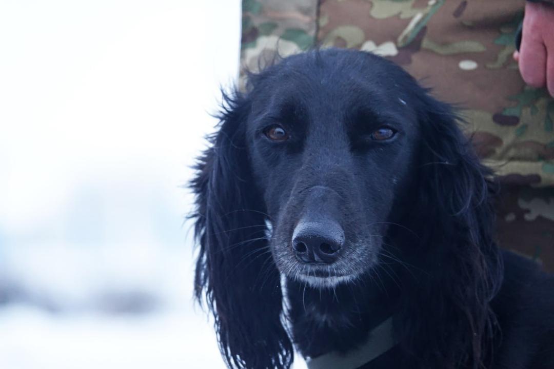 Әскери бөлімде Айқас есімді тазы ит қызмет етеді