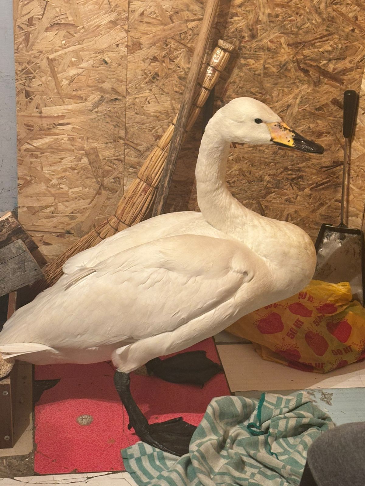 Павлодарда ауыл тұрғындары тағы бір аққуды құтқарды