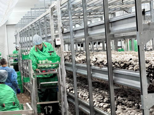 Петропавлда жаңа өндіріс іске қосылды