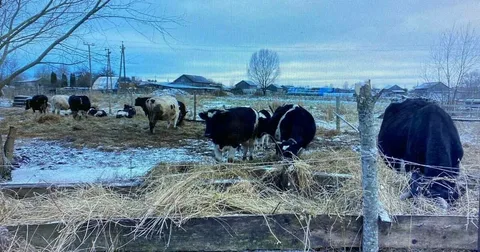 Қызылордада мал ұрлап, сойып жатқандар ұсталды