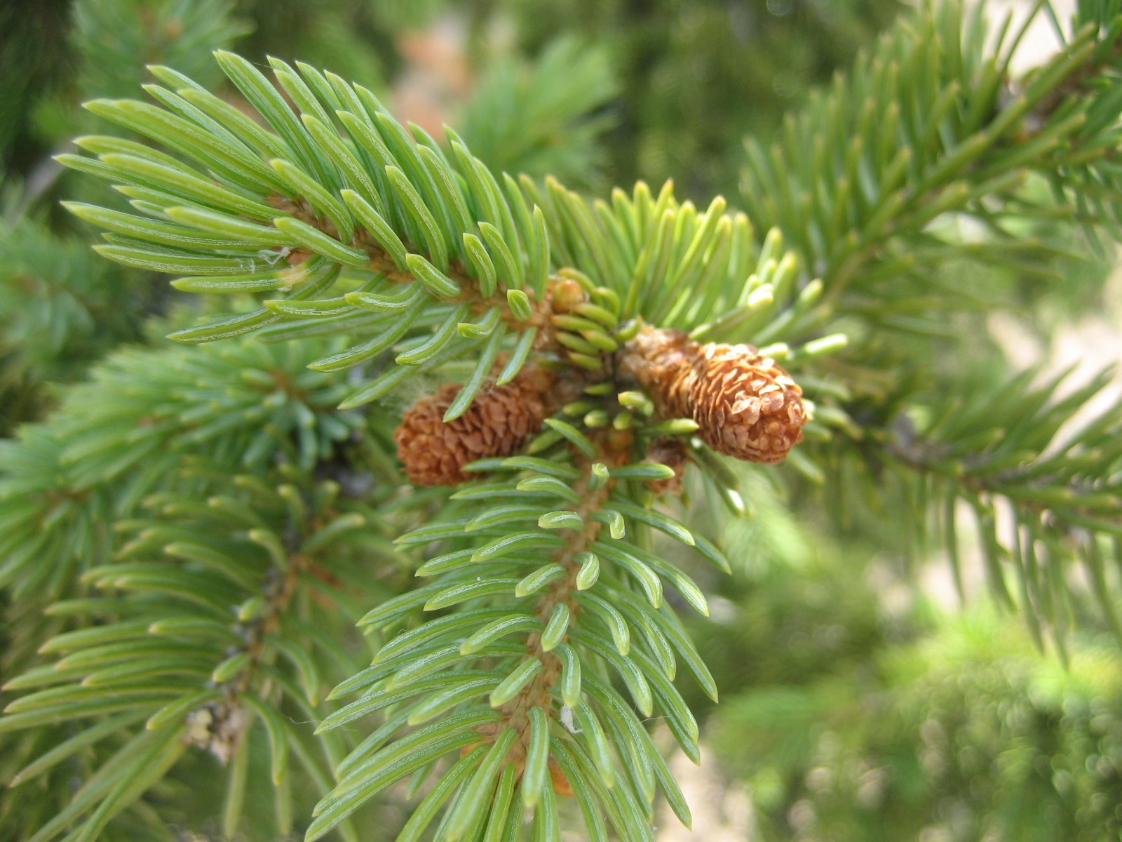 Алматы хайуанаттар бағы тұрғындарды шыршаларға екінші өмір сыйлауға шақырды