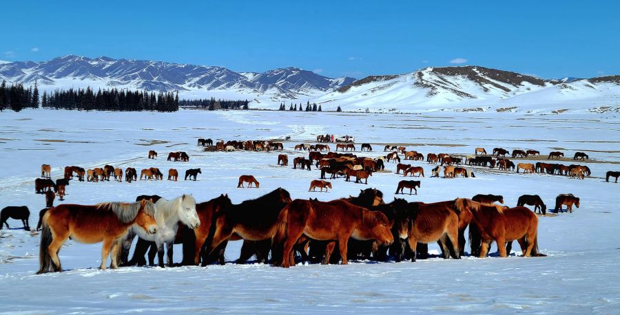 Жылқыны асылдандыру – маңызды мәселе
