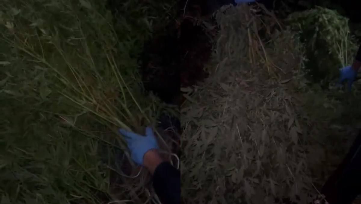 Қарағанды тұрғыны әкесінің пәтерінде қарасора өсірген