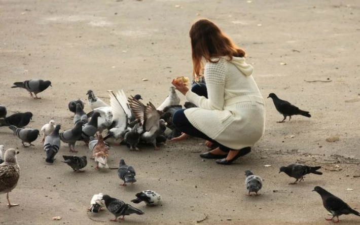 Саябақта құстарды тамақтандырғандар жауапкершілікке тартыла ма?