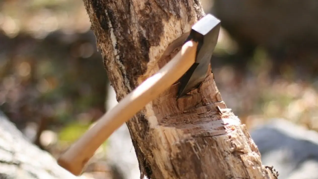 Абай облысында 92 ағаш заңсыз кесіліп, залал 760 мың теңгеден асқан