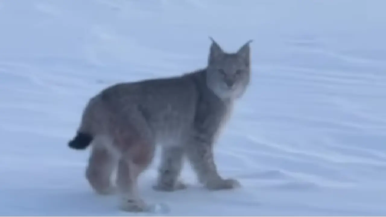 «Семей орманы» резерватында сирек кездесетін сілеусін көзге түсті