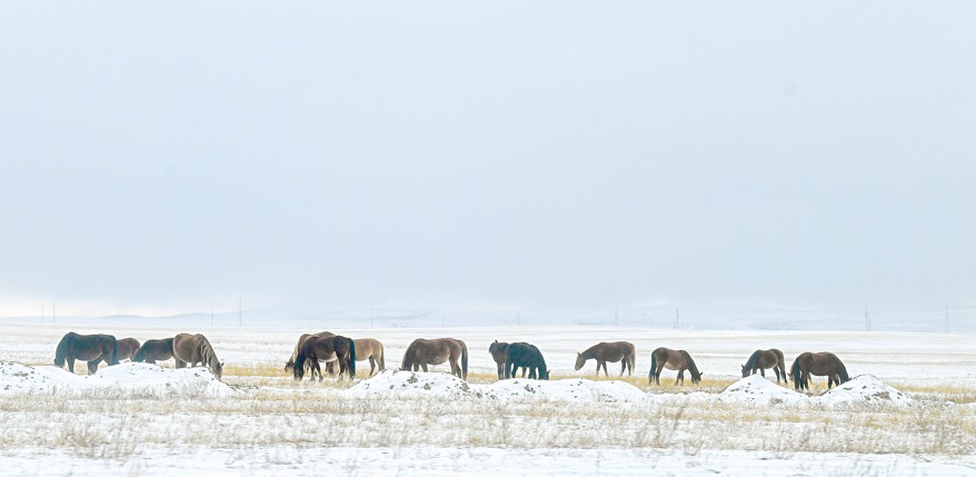 Мал өсірудің машақаты