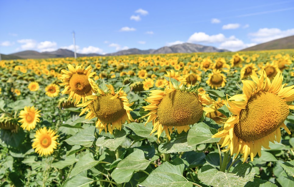 Күнбағыс майының экспорты артты