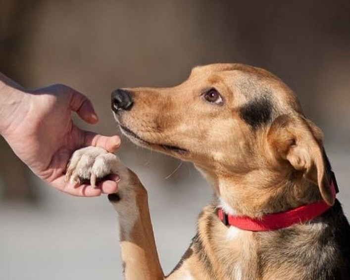 Жануарларға жанашырлық мәдениеті қалыптасып келеді