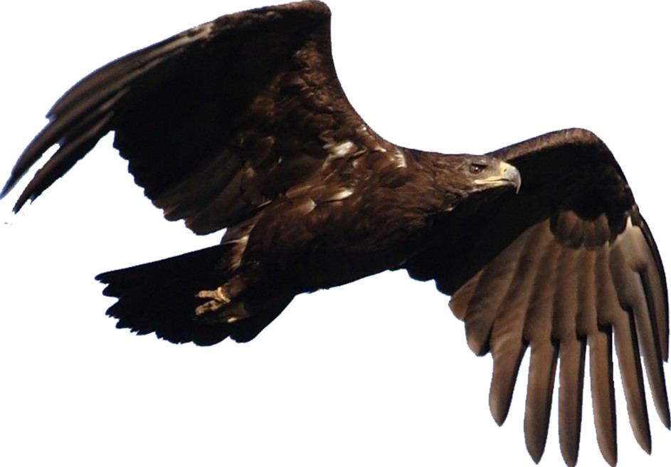 Қыран бүркіт түрлері