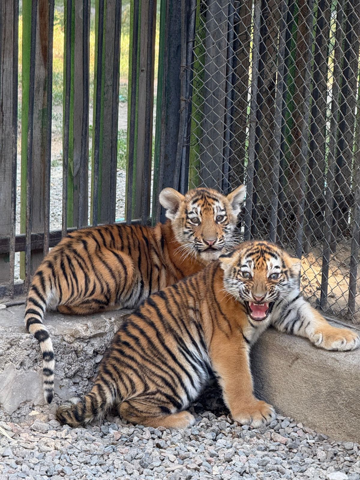 Сирек аңдармен толықты