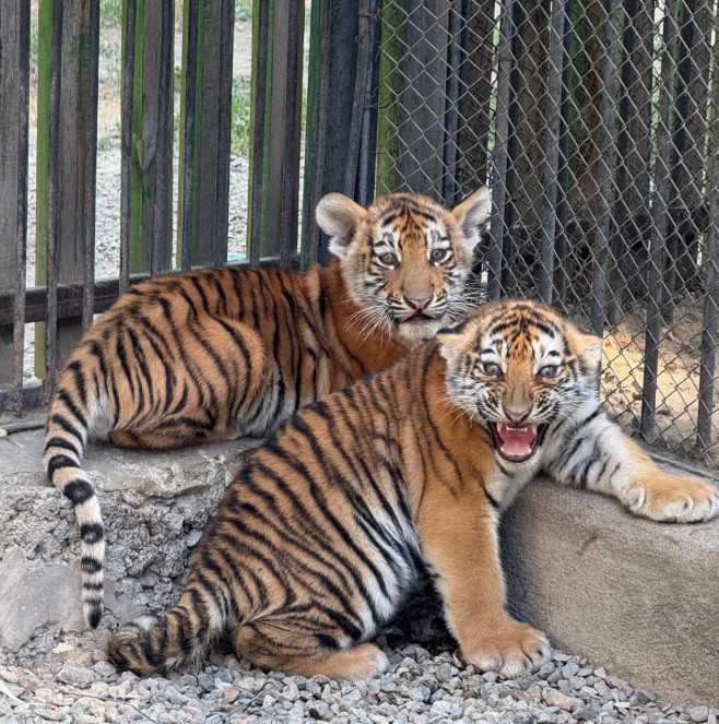 Сирек аңдармен толықты