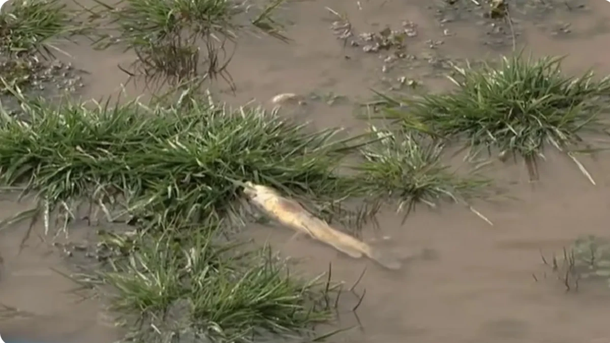 Бадам өзеніндегі балықтардың жаппай қырылуына не себеп болды?