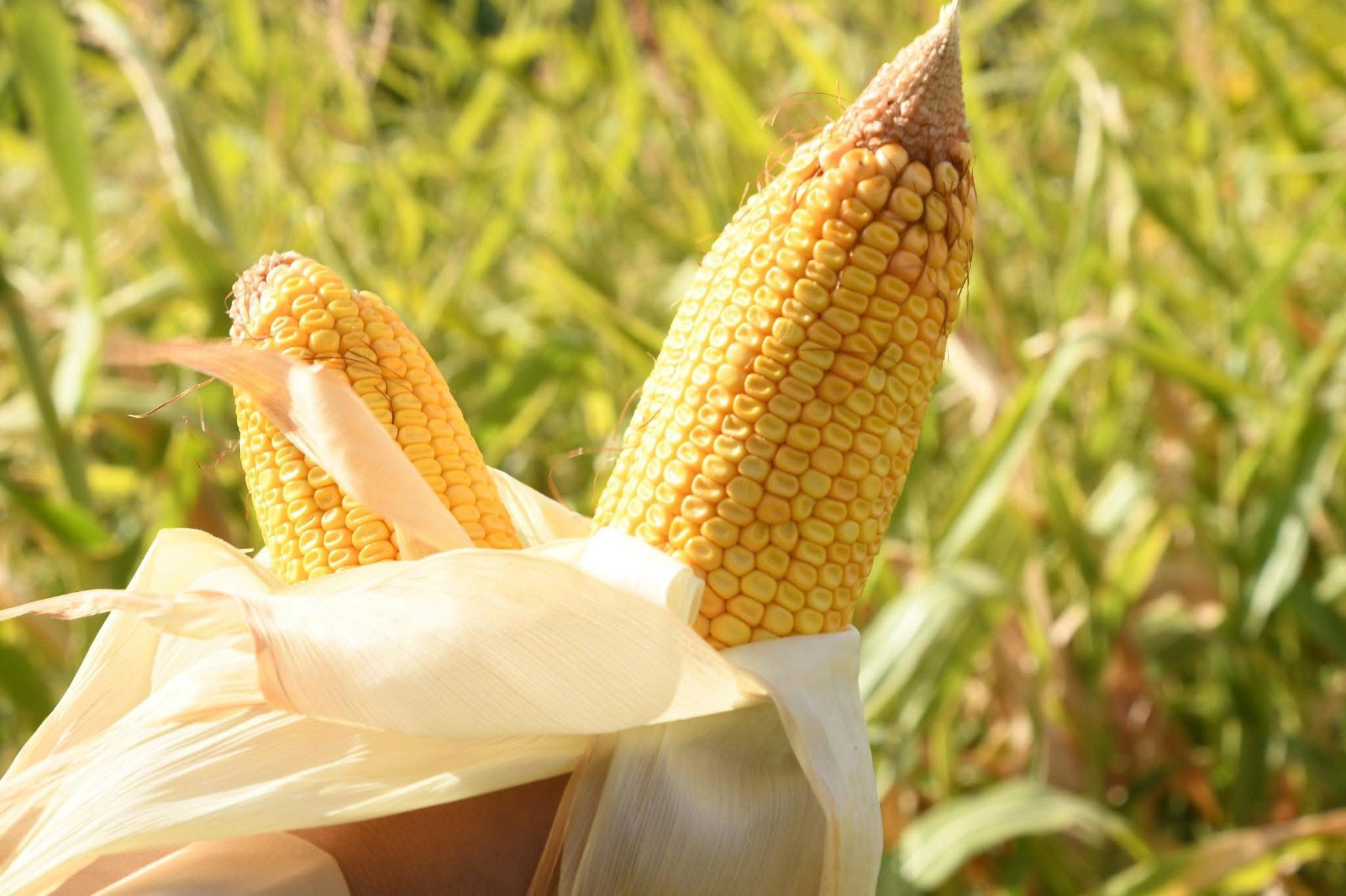 Сыр бойына жүгері де жерсінеді