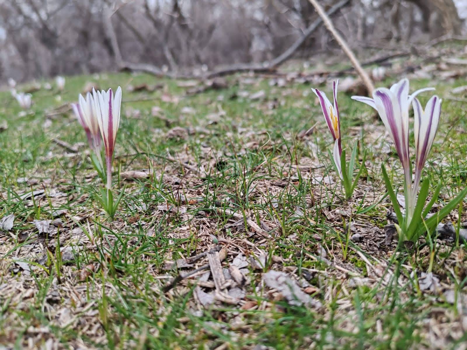 Түркістанға көктем ерте келді: Нәурізек құсы оралып, бәйшешек гүлдеді