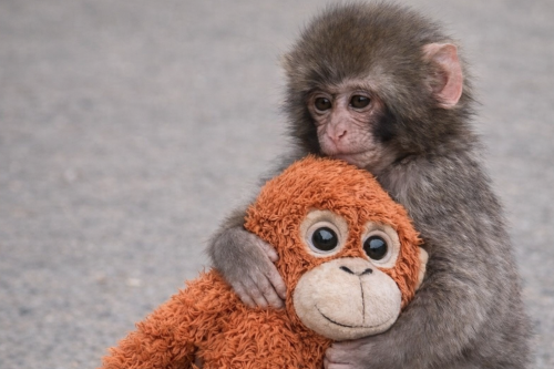 Ойыншық ұстаған маймыл: Панч анасынан неге айырылды?