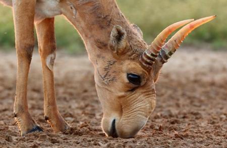 Елімізде сайғақ мүйізі аукцион арқылы сатылымға шығарылады