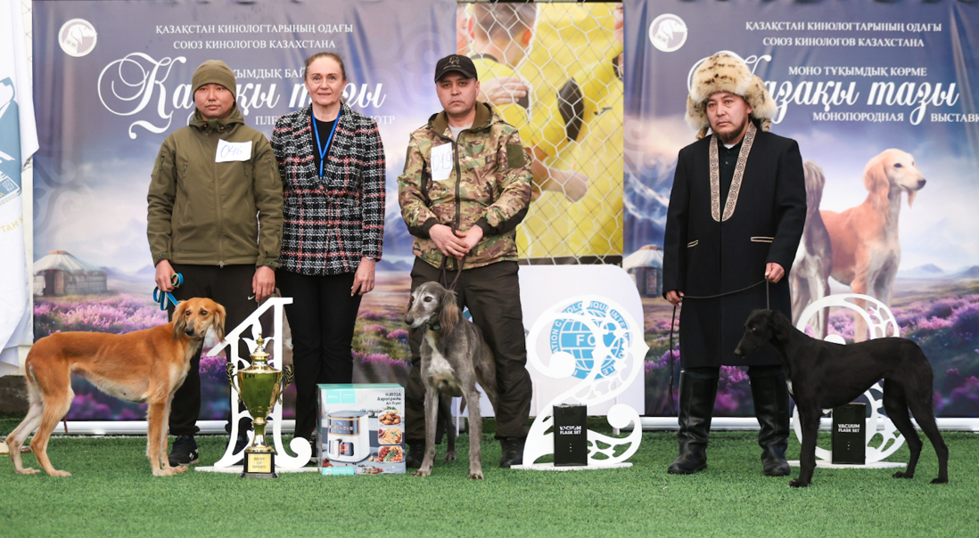 Алматыда қазақы тазы иттердің көрмесі өтті