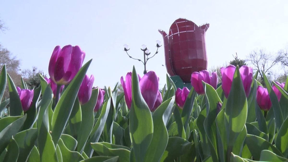 Шымкент көшелеріне 1,6 млн түп гүл егіледі