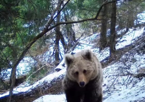 Алматы қорығында аюлар қысқы ұйқыдан ерте оянды