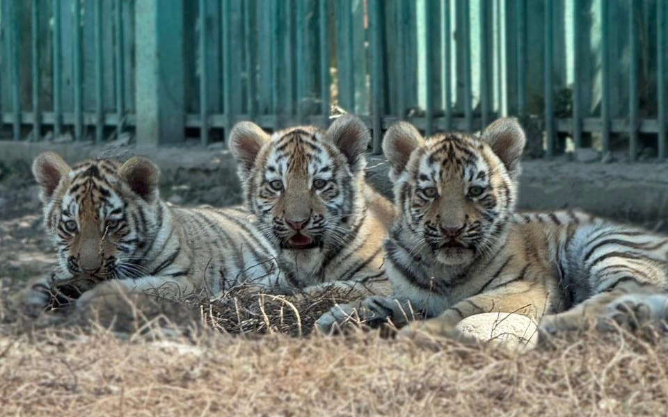 Алматы зообағында дүниеге келген амур жолбарыстарына есім берілді