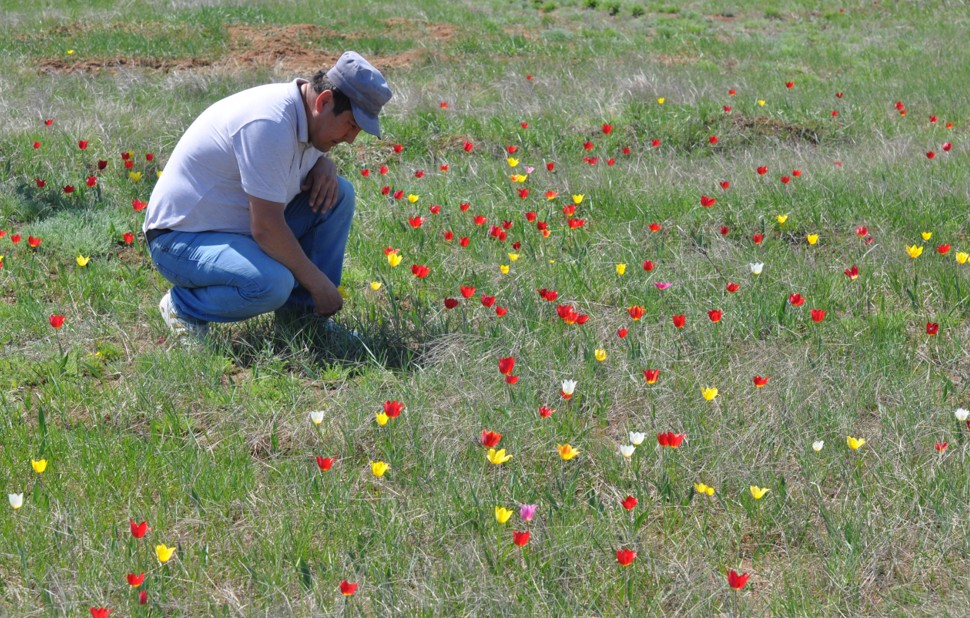 Жабайы қызғалдақтар қорғауды қажет етеді