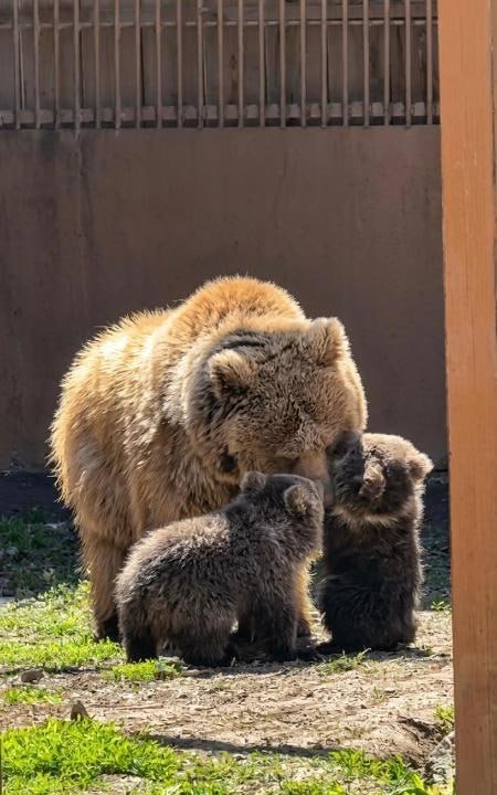 Алматы зообағында қонжықтарға ат қою науқаны басталды