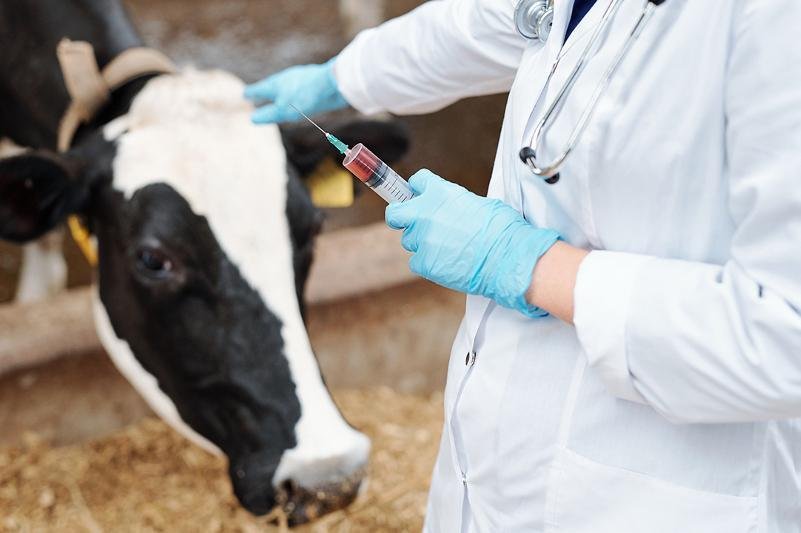 Қазақстанда ветеринарларға қосымша төлемдер енгізілуі мүмкін