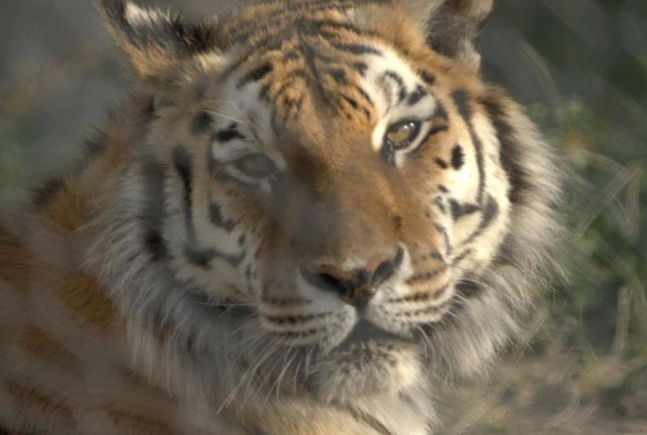 Бағалы сый: Қазақстан аумағына төрт Амур жолбарысы әкелінді