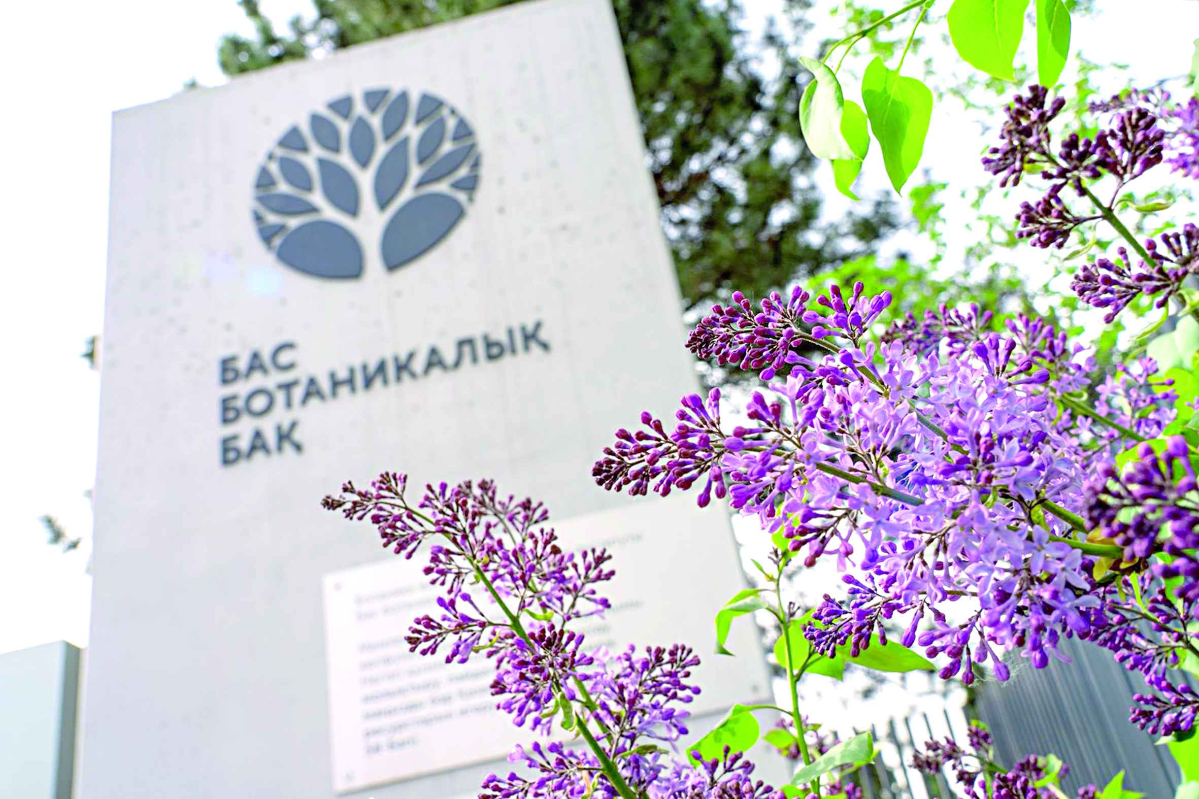 Алматыда сирек өсімдіктер қоры жасалады