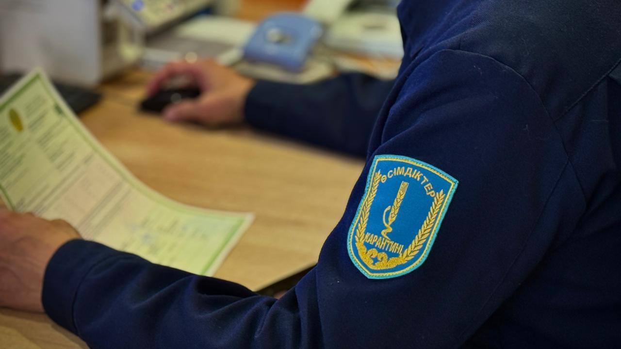 Карантиндік бақылау: Ресейден келген ағаш материалынан қауіпті қоңыз табылды