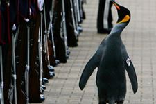 26-08-16-pingvin