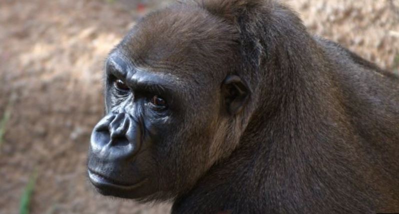 gorilla